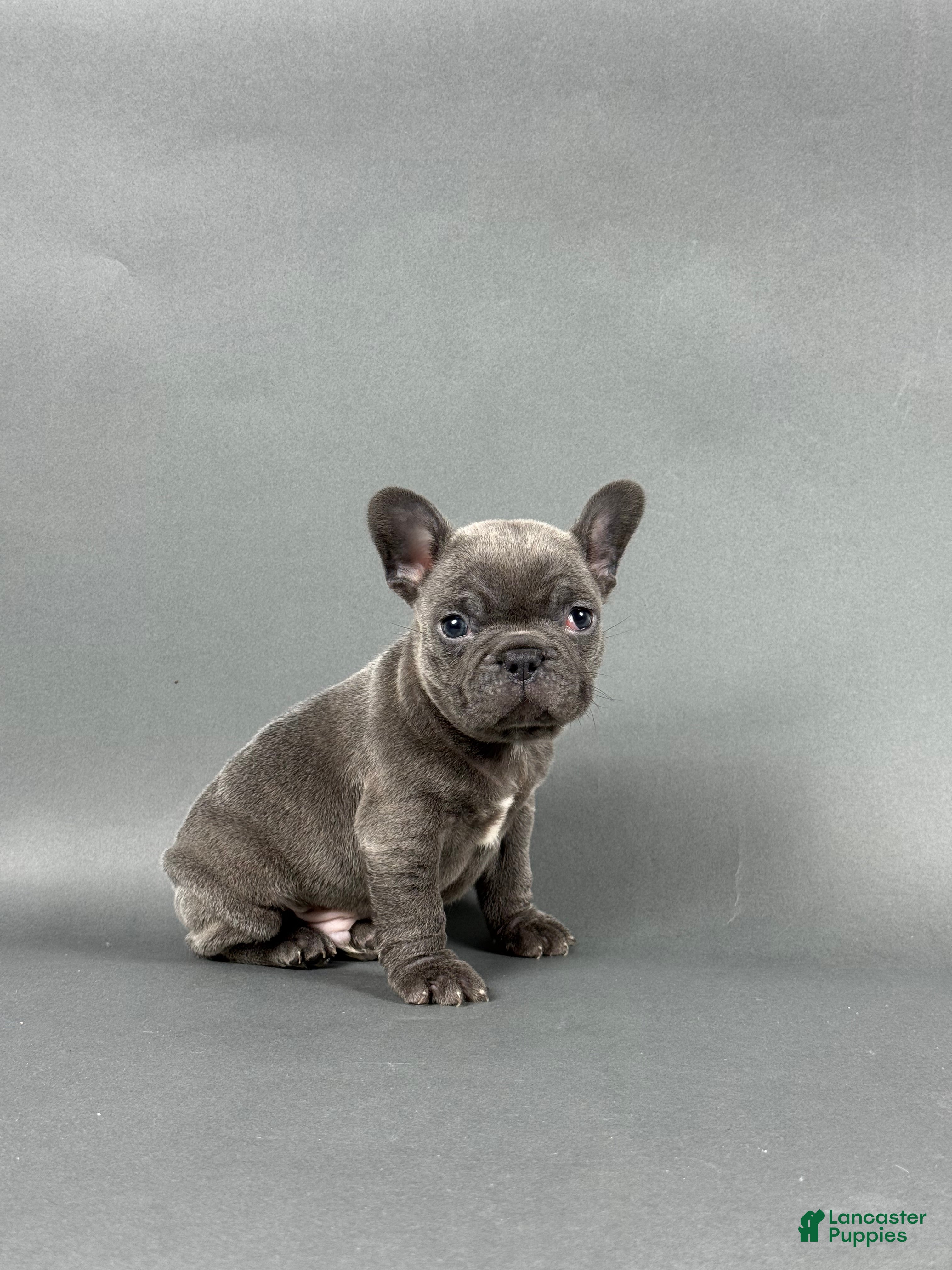 French Bulldog dogs Arlo - Ad 36