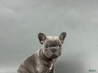French Bulldog dogs Arlo - Ad 7