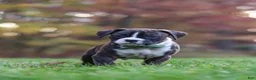 Boxer dogs for sale: Carter - Ad 7