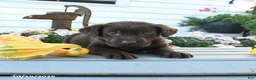 Labrador Retriever dogs for sale: Joy - Ad 3