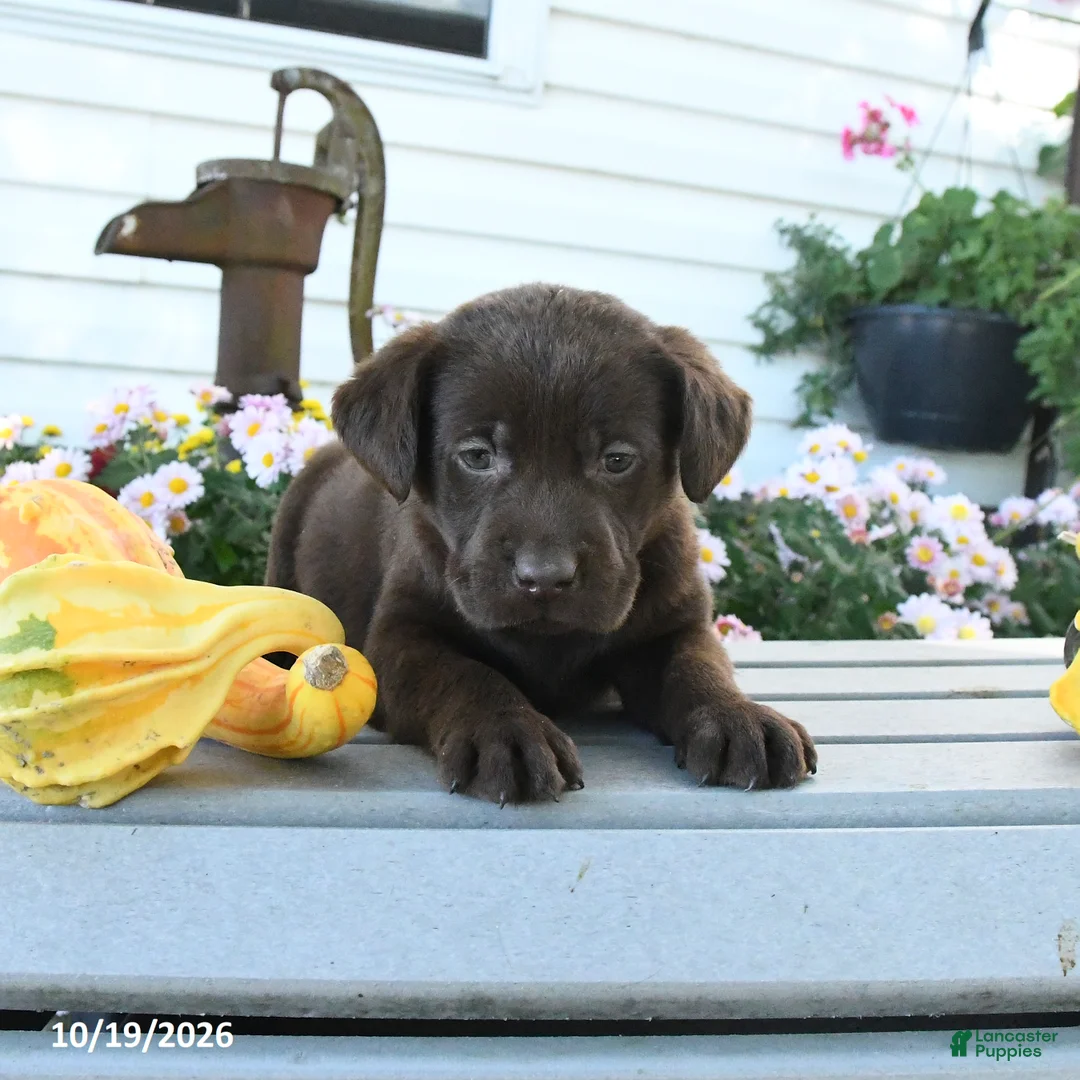 Labrador Retriever dogs for sale: Joy - Ad 3
