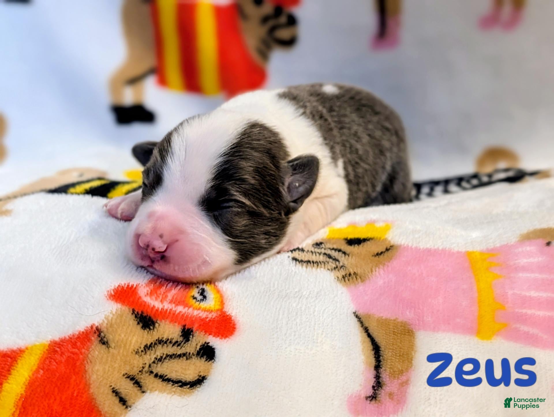 Mixed Breed dogs for sale: Zeus  - Ad 33