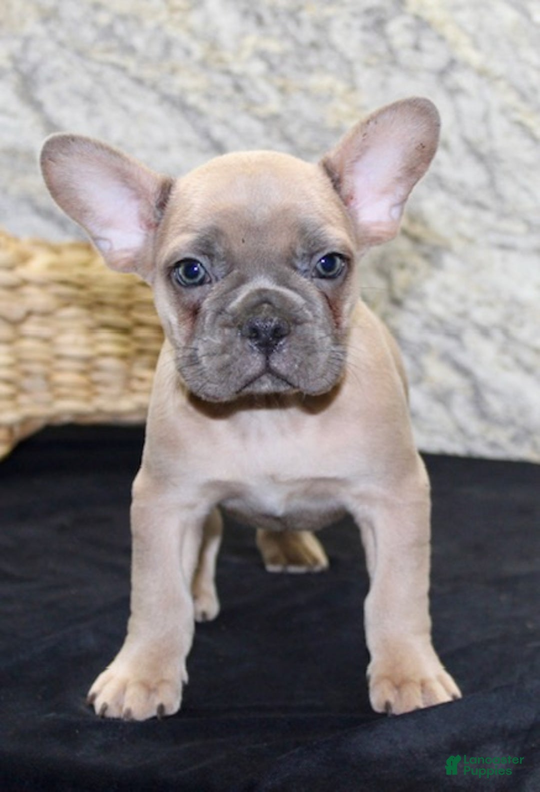 French Bulldog dogs for sale: Dolly - Ad 2