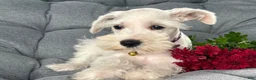 Miniature Schnauzer dogs for sale: Winnie - Ad 4
