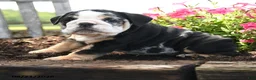English Bulldog dogs for sale: Ralph - Ad 3