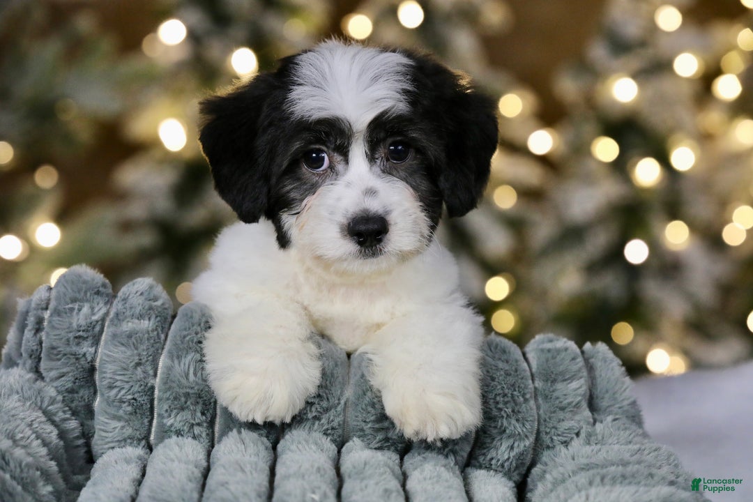 Teddy Bear dogs for sale: Elfie - Ad 7