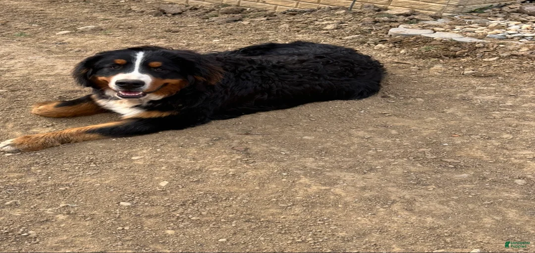 Gallery Image {{count}}