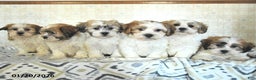 Teddy Bear dogs for sale: Rover - Ad 5