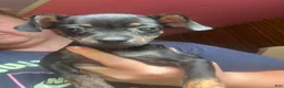 Mixed Breed dogs for sale: Chihuahua miniature pinscher - Ad 5