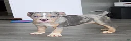 American Bully dogs for sale: Blue Tri Merle Female 1 - Ad 5
