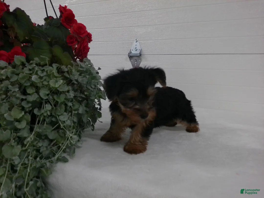 Yorkshire Terrier dogs for sale: Bella - Ad 2