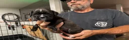Boxer dogs for sale: Rebel - Ad 9