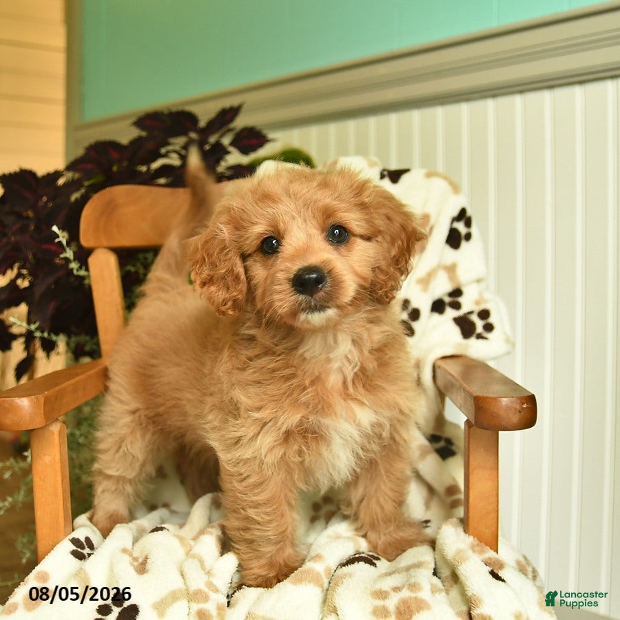Shihpoo dogs Mindy  - Ad 1