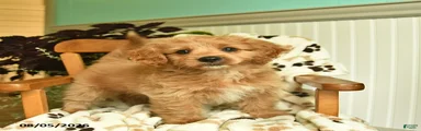 Mindy 