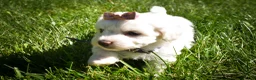 Maltese dogs for sale: Diamond🎀 - Ad 6