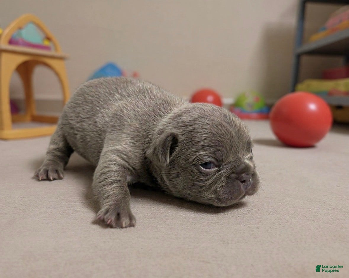 French Bulldog dogs Lila - Ad 2