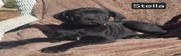 Cane Corso dogs for sale: Stella - Ad 1