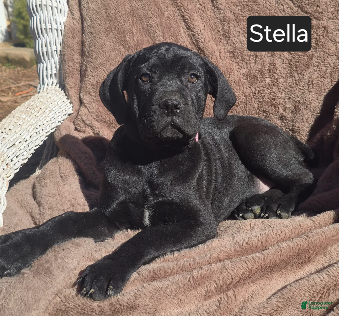 Cane Corso dogs for sale: Stella - Ad 1