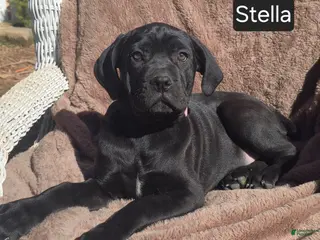 Cane Corso dogs for sale: WEEKEND SPECIAL! Stella - Ad 3