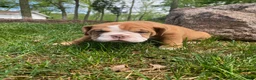 Mixed Breed dogs for sale: Princess - Ad 10