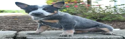 Australian Cattle Dog dogs for sale: Freya - Ad 2