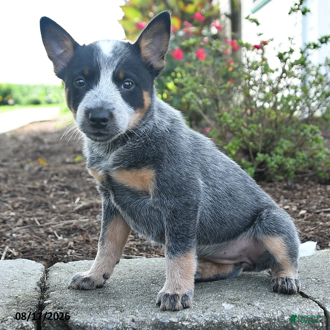 Australian Cattle Dog dogs for sale: Freya - Ad 2