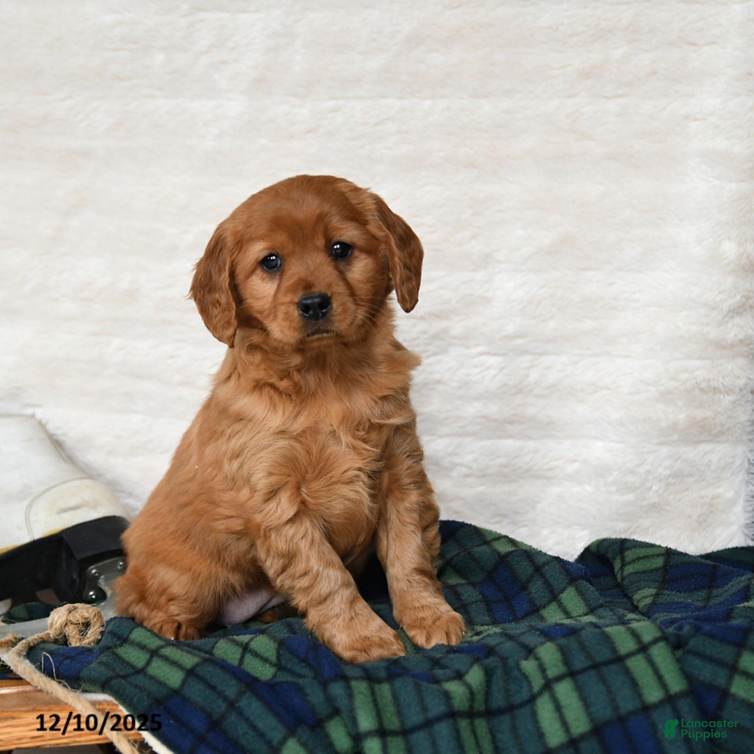 Miniature Golden Retriever dogs for sale: Tinsel - Ad 1