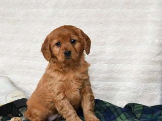 Miniature Golden Retriever dogs Tinsel - Ad 21