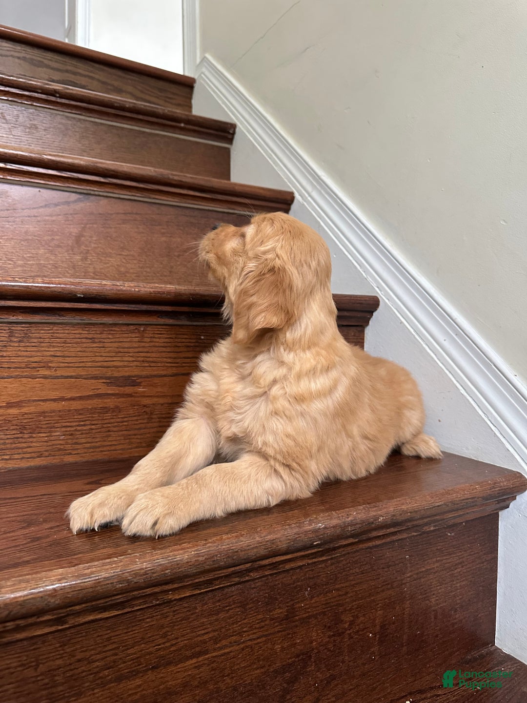 Golden Retriever dogs for sale: Guss - Ad 3