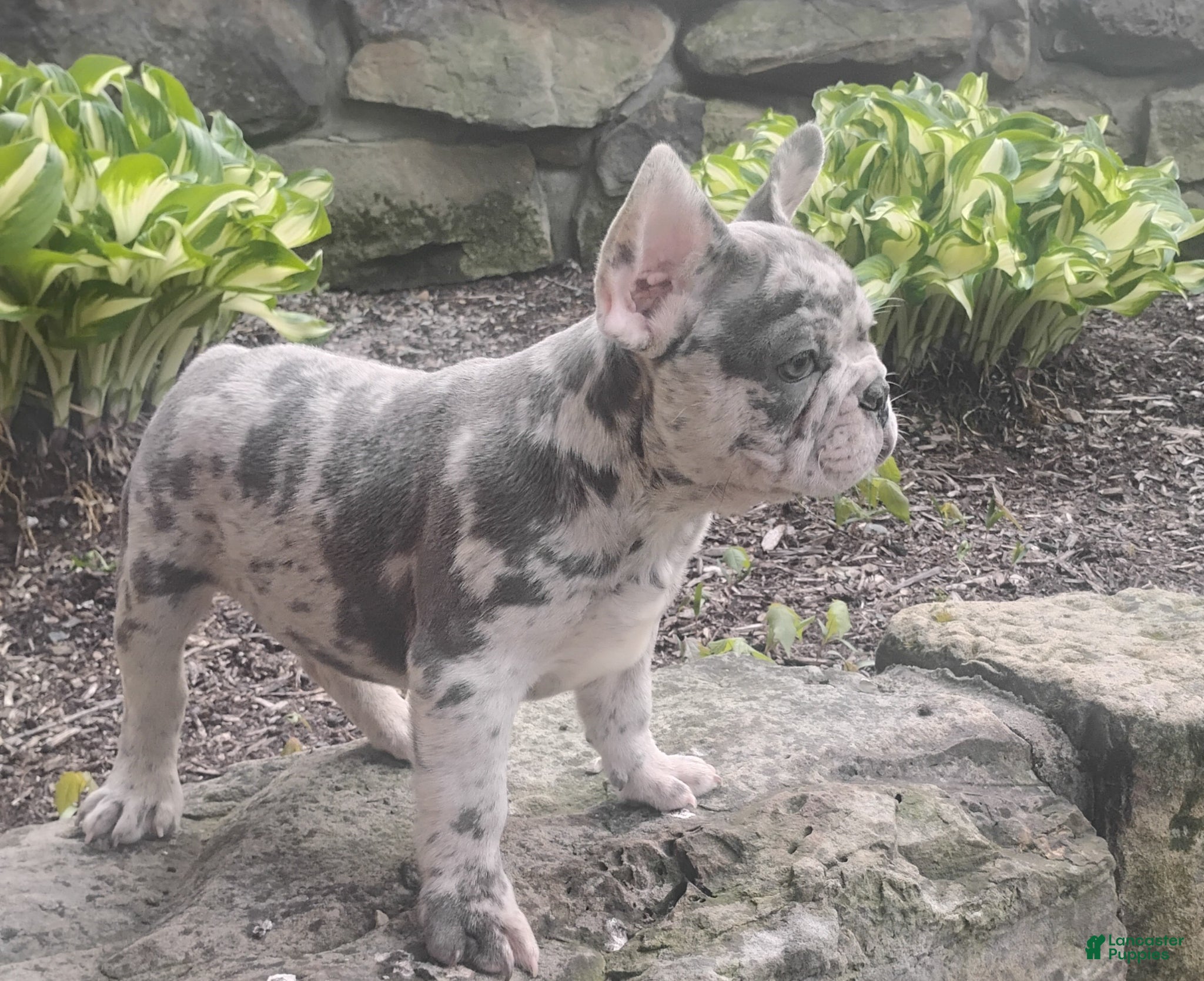French Bulldog dogs for sale: Jupiter - Ad 1