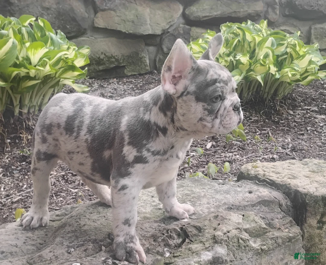 French Bulldog dogs for sale: Jupiter - Ad 1