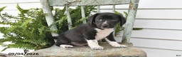 Beagle dogs for sale: Rocky - Ad 2