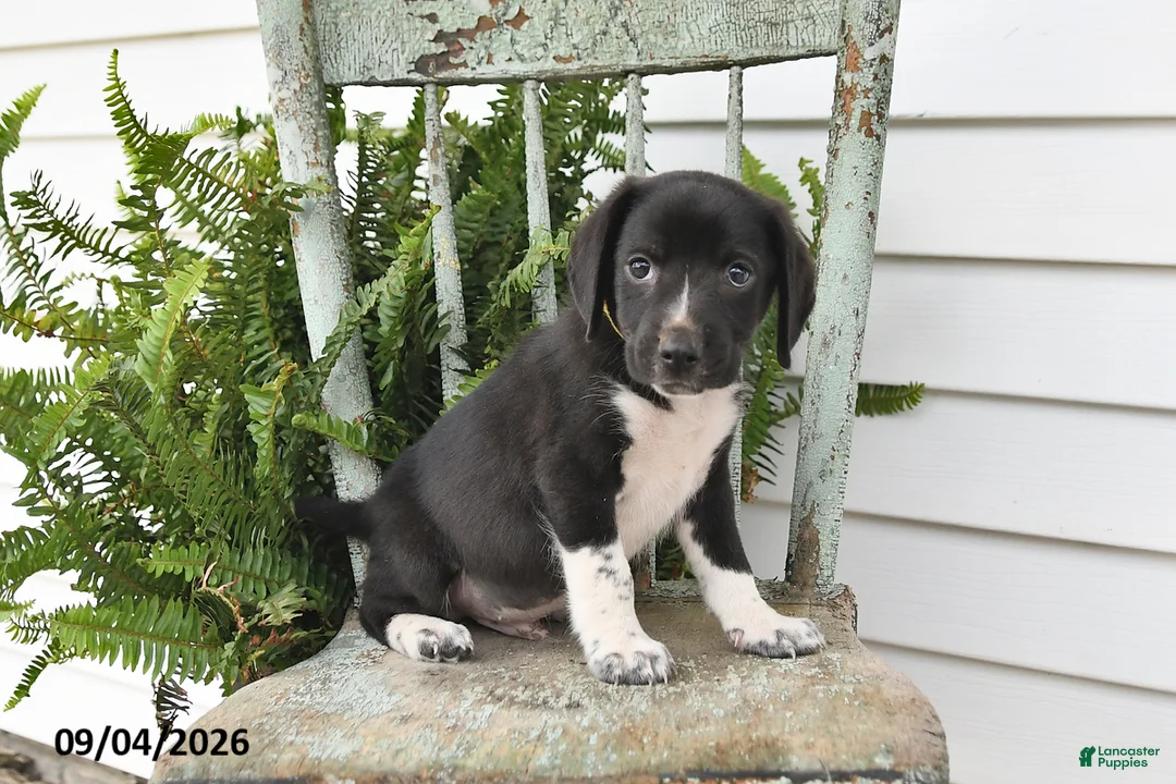 Beagle dogs for sale: Rocky - Ad 2