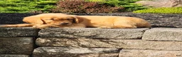 Golden Retriever dogs for sale: Charlie - Ad 4
