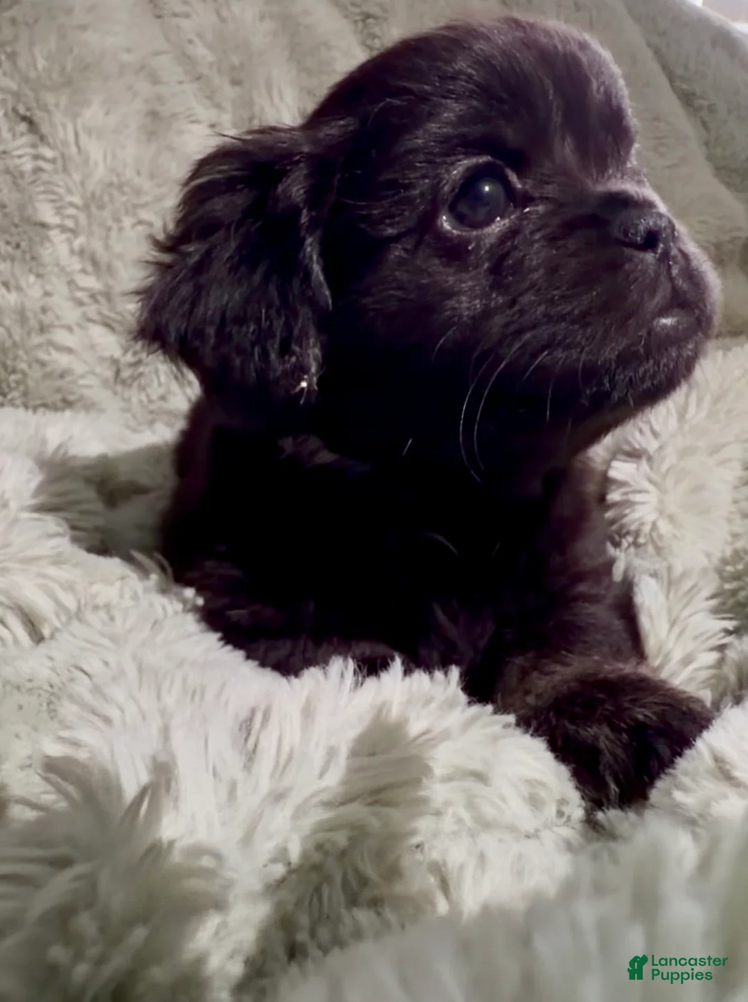 French Bulldog dogs for sale: Happy - Ad 1