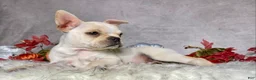 Frenchton dogs for sale: Mr. Oliver  - Ad 8