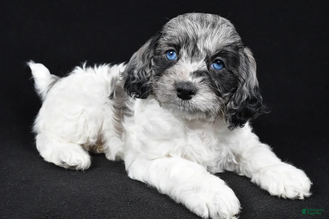 Cockapoo dogs for sale: Duke - Ad 2