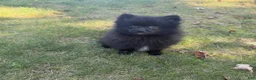 Pomeranian dogs for sale: Pomeranian 2 - Ad 2