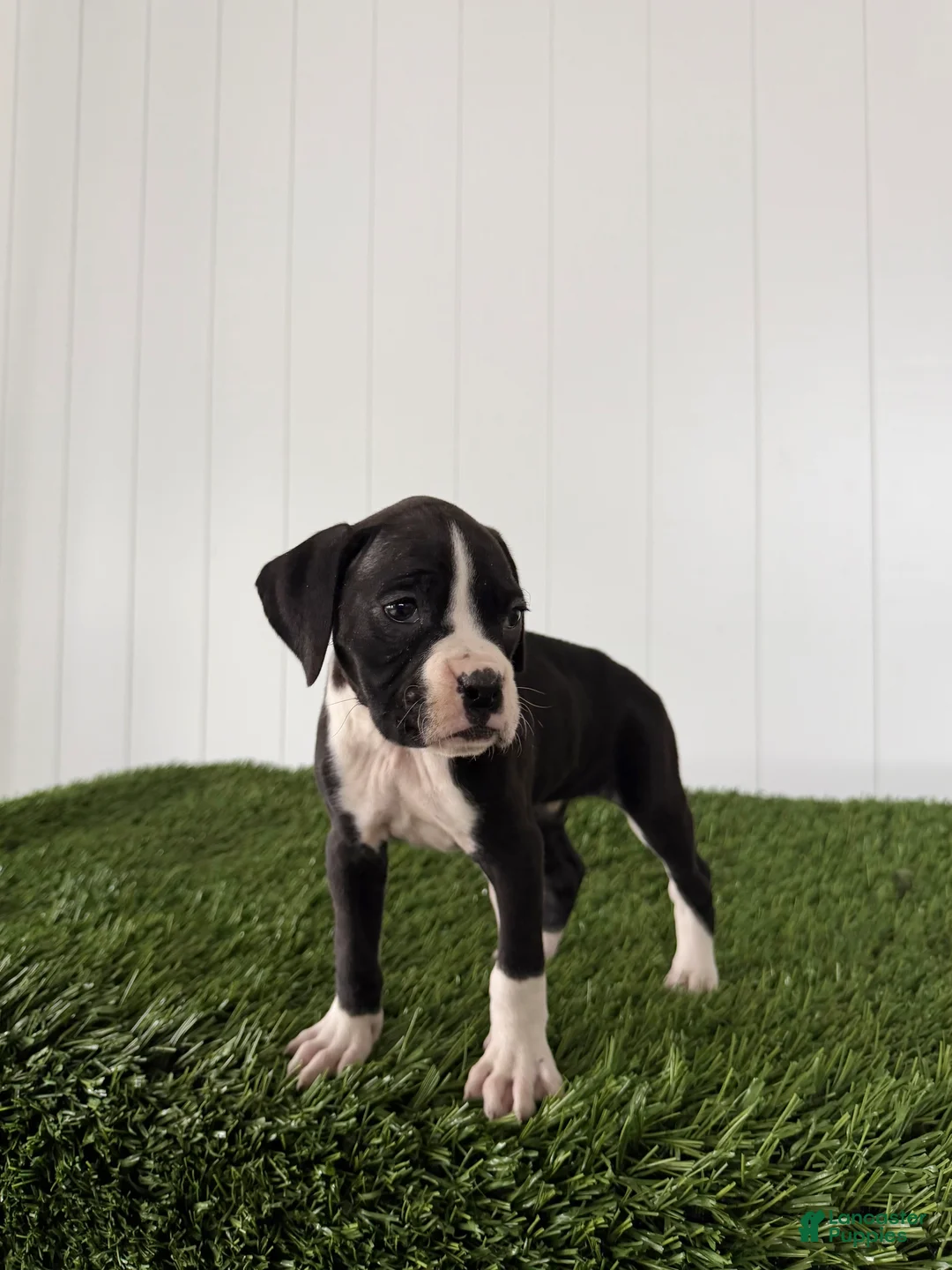 Boxer dogs for sale: Poppy - Ad 2