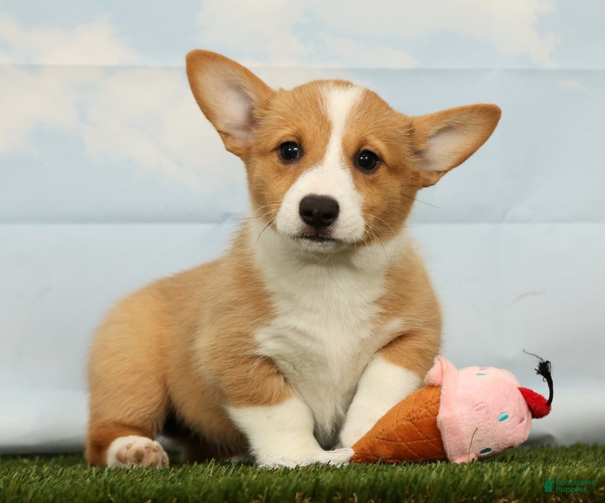 Welsh Corgi Pembroke dogs Honey - Ad 1