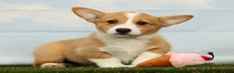 Welsh Corgi Pembroke dogs for sale: Honey - Ad 1
