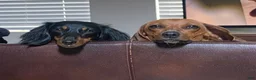 Miniature Dachshund dogs for sale: Miniature Dachshund Puppy 1 - Ad 8