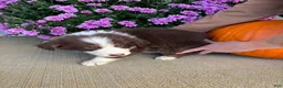 Australian Shepherd dogs for sale: Autumn (AKC) - Ad 6