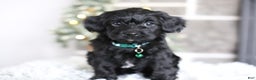 Yorkiepoo dogs for sale: Sutton - Ad 13