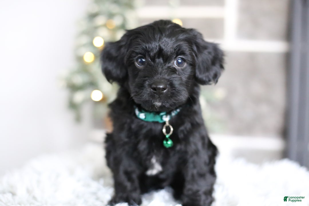 Yorkiepoo dogs for sale: Sutton - Ad 13