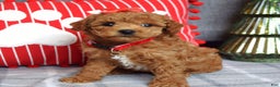 Miniature Poodle dogs for sale: Stella  - Ad 12