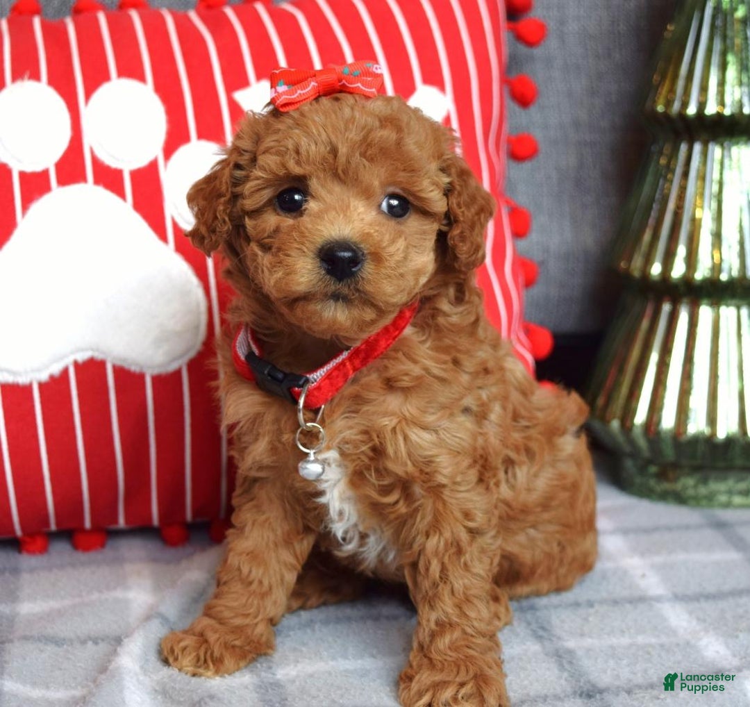 Miniature Poodle dogs for sale: Stella  - Ad 12