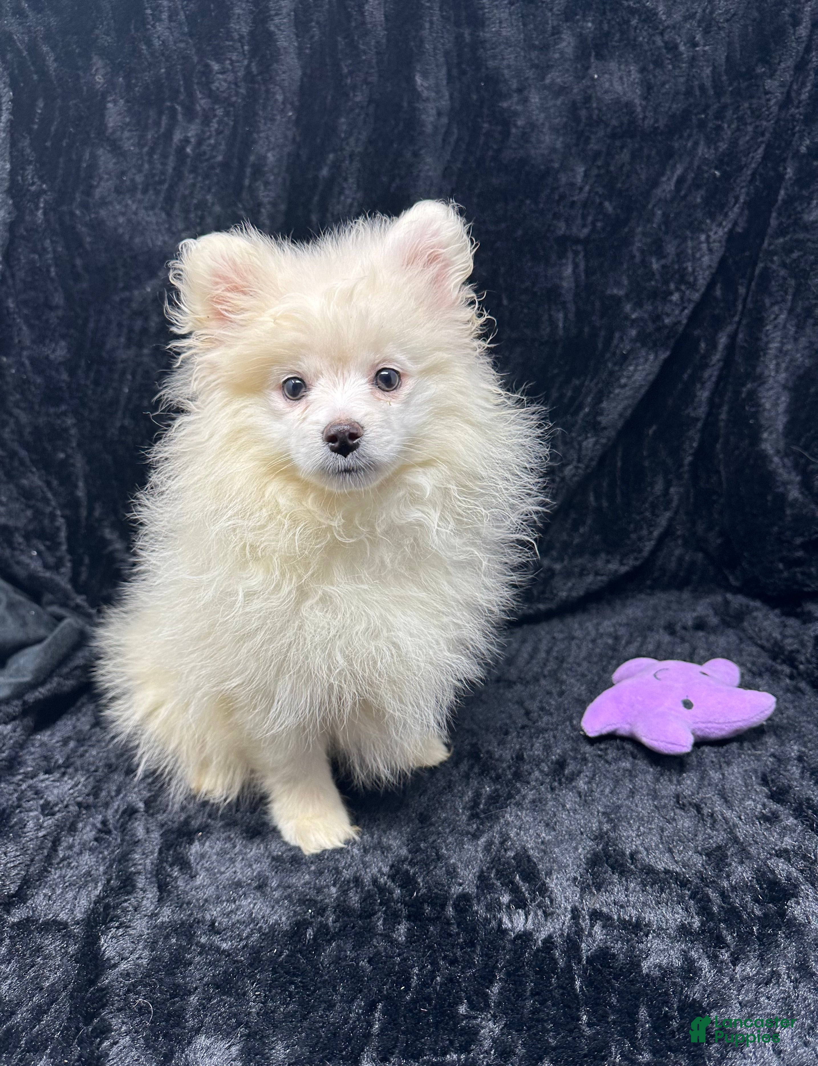 Pomeranian dogs for sale: Prince - Ad 3
