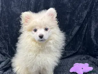 Pomeranian dogs for sale: Prince - Ad 3
