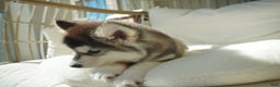 Alaskan Malamute dogs for sale: Dong Dong - Ad 3